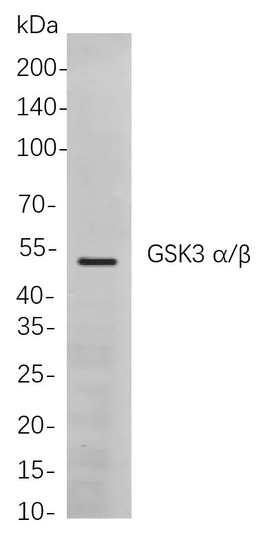 GSK3 a/ß Rabbit Monoclonal Antibody - Size: 50µL