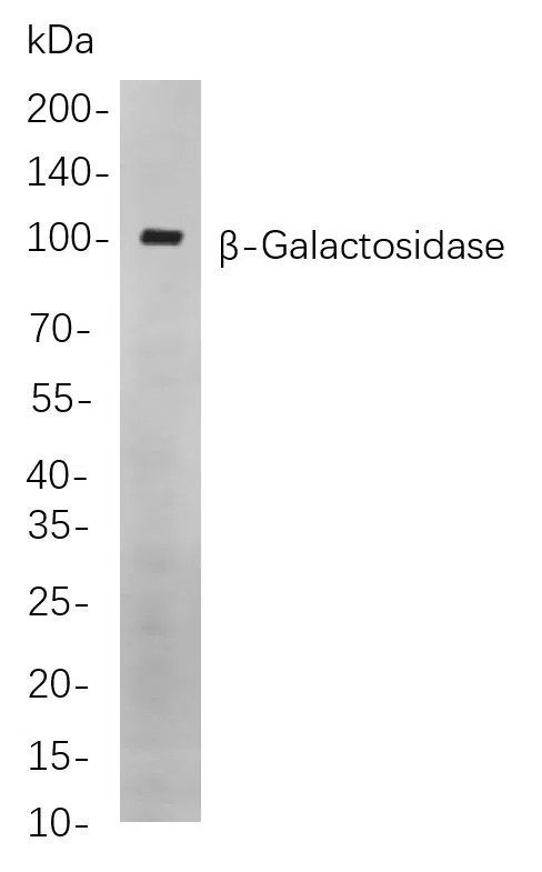ß-Galactosidase Rabbit Monoclonal Antibody - Size: 100µL