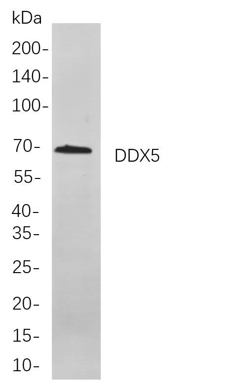 DDX5 Rabbit Monoclonal Antibody - Size: 200µL