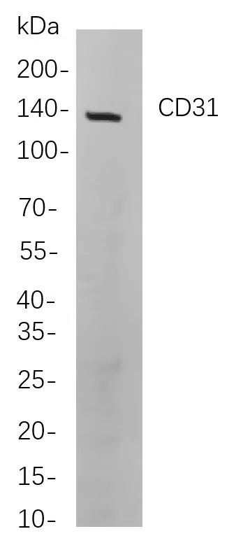 CD31 Rabbit Monoclonal Antibody - Size: 50µL