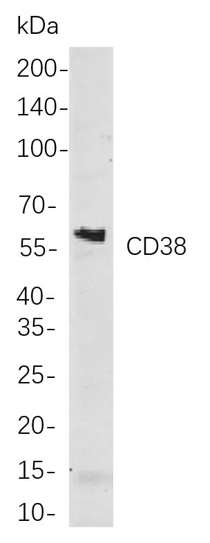 CD38 Rabbit Monoclonal Antibody