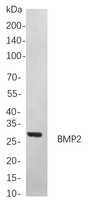 BMP2 Rabbit Monoclonal Antibody