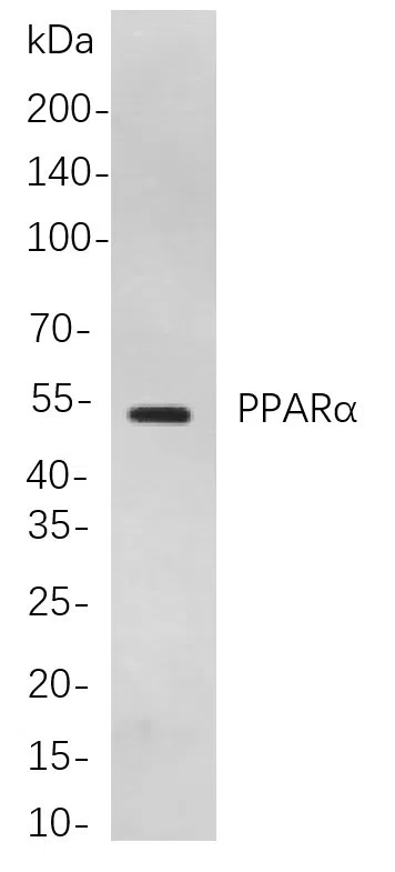 PPARa Rabbit Monoclonal Antibody - Size: 50µL