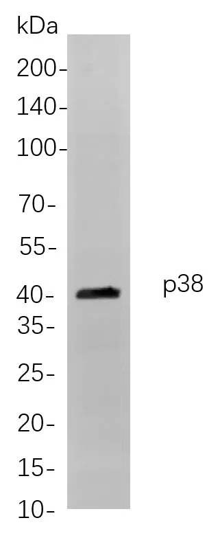 p38 Rabbit Monoclonal Antibody - Size: 200µL