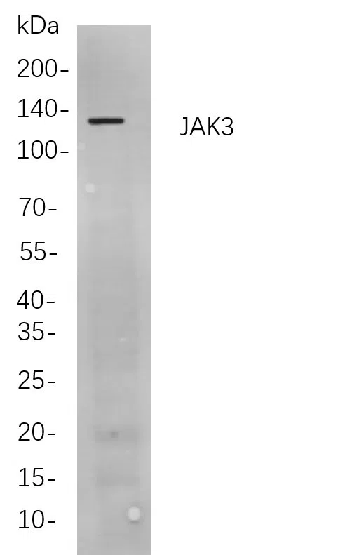 JAK3 Rabbit Monoclonal Antibody - Size: 50µL