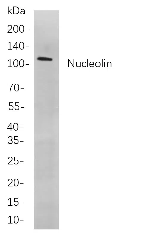 Nucleolin Rabbit Monoclonal Antibody - Size: 100µL
