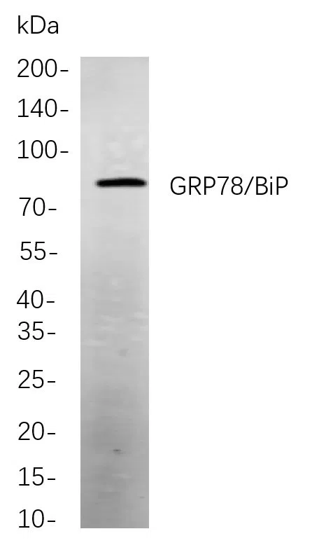GRP78/BiP Rabbit Monoclonal Antibody - Size: 200µL