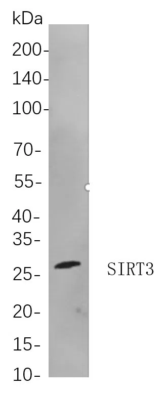 SIRT3 Rabbit Monoclonal Antibody - Size: 100µL