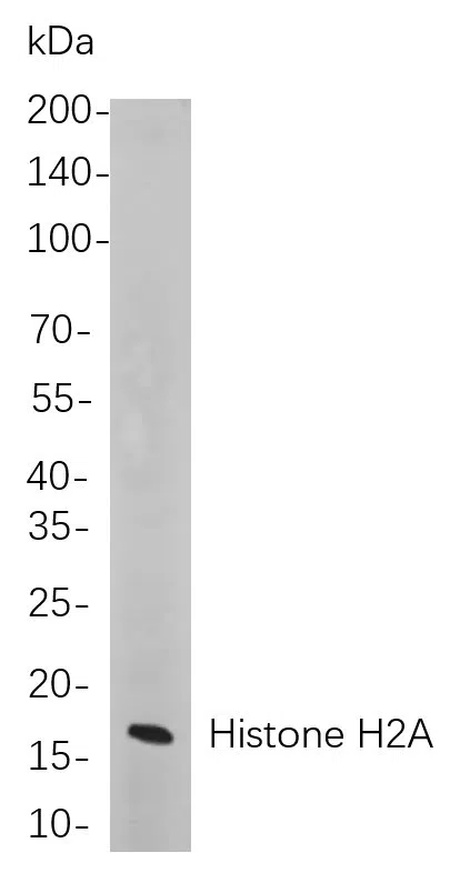 Histone H2A Rabbit Monoclonal Antibody - Size: 50µL
