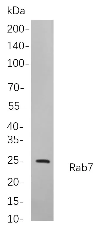 Rab7 Rabbit Monoclonal Antibody - Size: 200µL