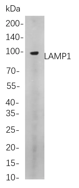 LAMP1 Rabbit Monoclonal Antibody - Size: 50µL