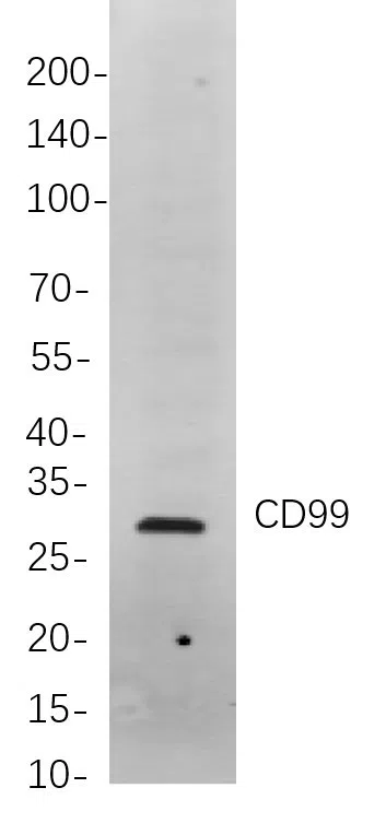 CD99 Rabbit Monoclonal Antibody