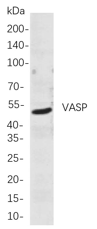 VASP Rabbit Monoclonal Antibody - Size: 200µL