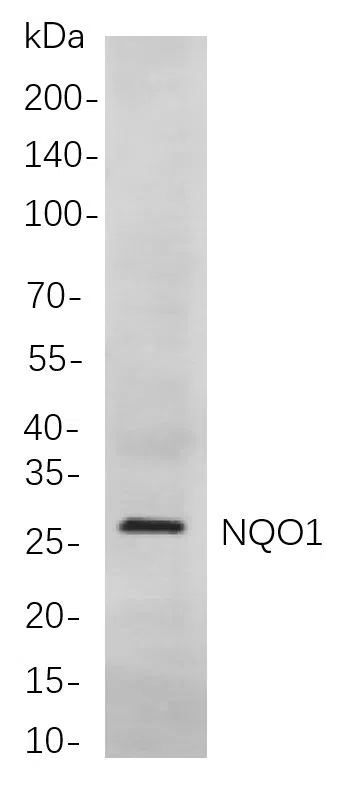 NQO1 Rabbit Monoclonal Antibody - Size: 200µL