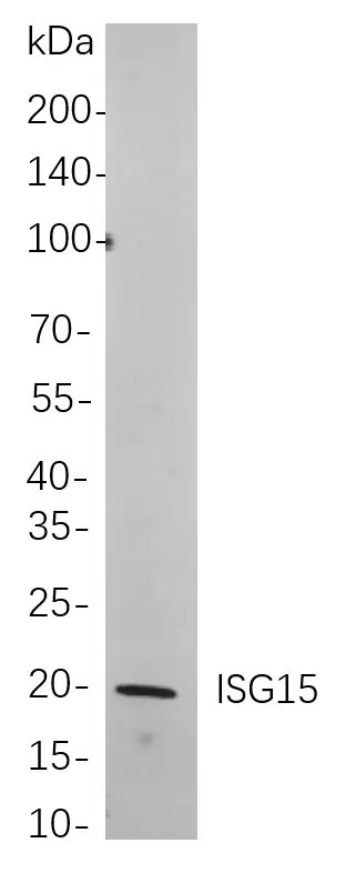 ISG15 Rabbit Monoclonal Antibody - Size: 100µL