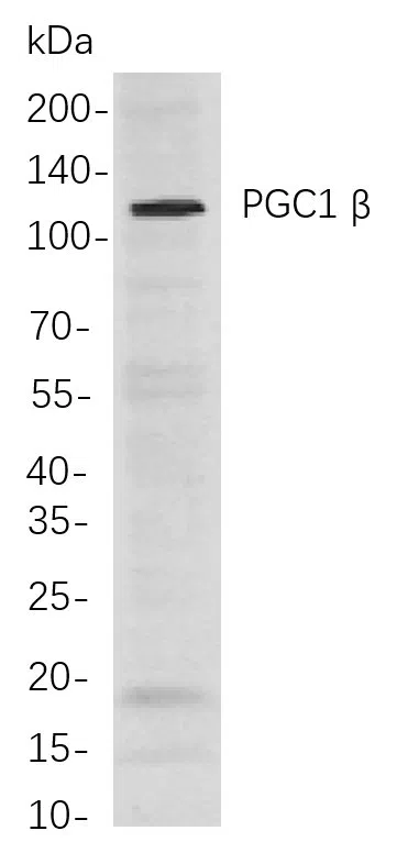 PGC1 β Rabbit Monoclonal Antibody