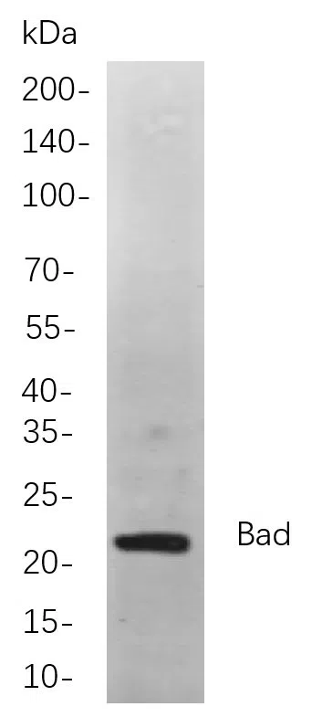 Bad Rabbit Monoclonal Antibody - Size: 200µL