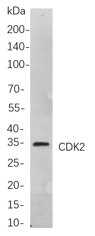 CDK2 Rabbit Monoclonal Antibody - Size: 50µL