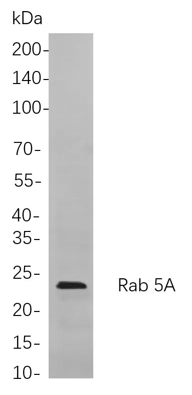 Rab 5A Rabbit Monoclonal Antibody - Size: 50µL