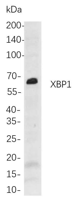 XBP1 Rabbit Monoclonal Antibody - Size: 100µL