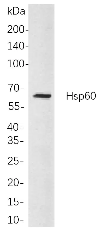 Hsp60 Rabbit Monoclonal Antibody