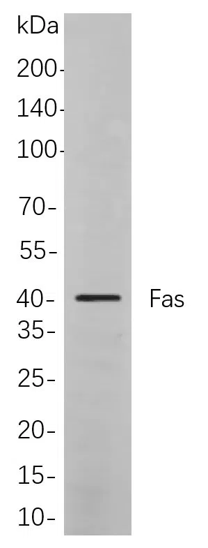 Fas Rabbit Monoclonal Antibody - Size: 200µL