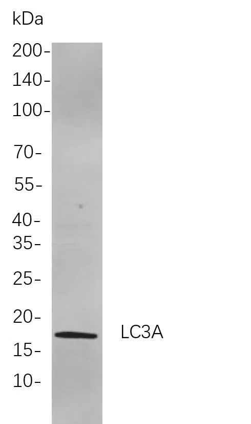 LC3A Rabbit Monoclonal Antibody - Size: 100µL