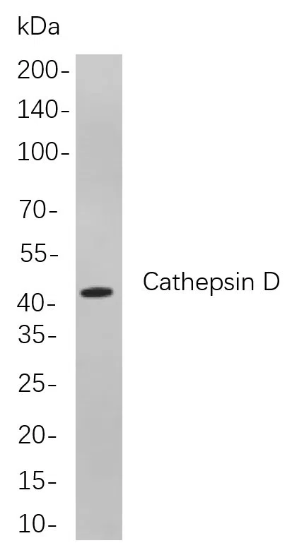 Cathepsin D Rabbit Monoclonal Antibody - Size: 100µL
