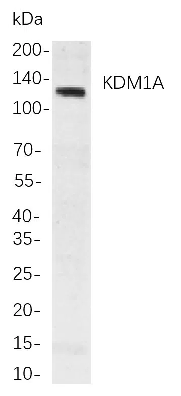 KDM1A Rabbit Monoclonal Antibody - Size: 50µL