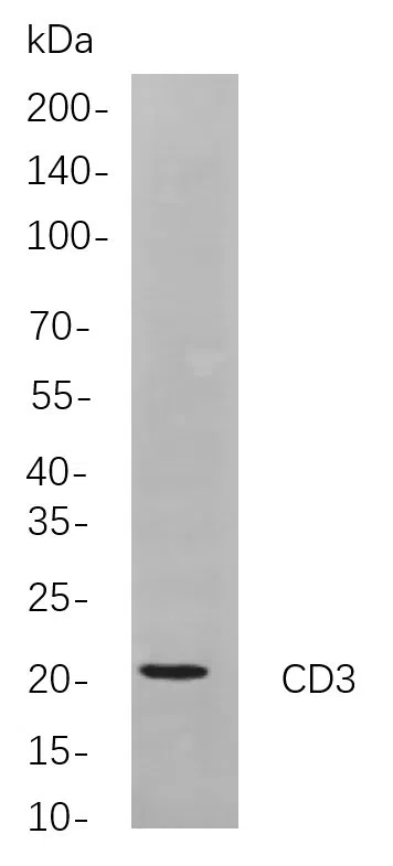 CD3 Rabbit Monoclonal Antibody - Size: 100µL