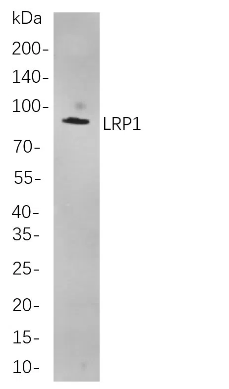 LRP1 Rabbit Monoclonal Antibody - Size: 200µL