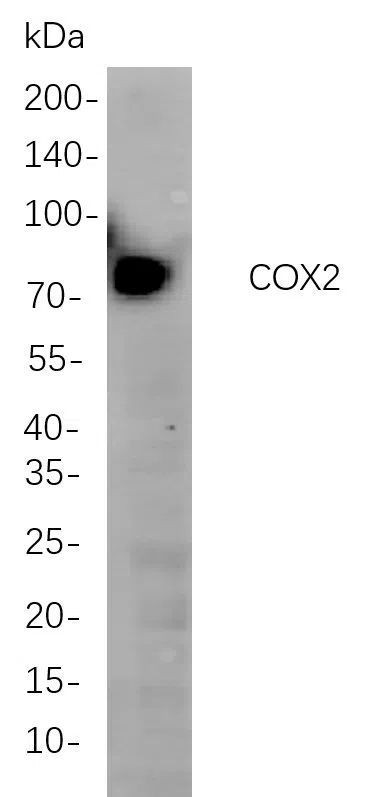 COX2 Rabbit Monoclonal Antibody - Size: 50µL