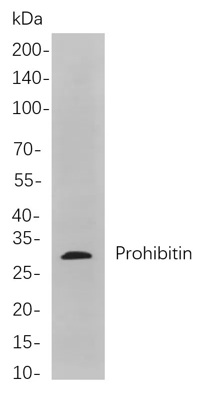 Prohibitin Rabbit Monoclonal Antibody - Size: 200µL