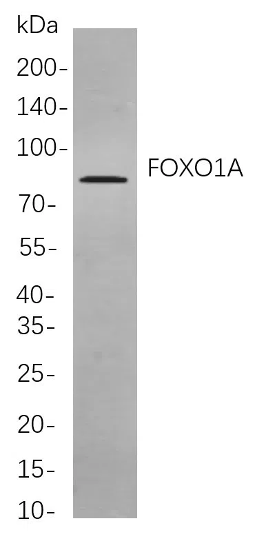 FOXO1A Rabbit Monoclonal Antibody - Size: 50µL