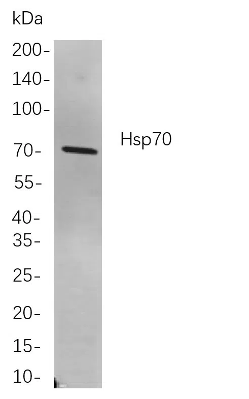 Hsp70 Rabbit Monoclonal Antibody