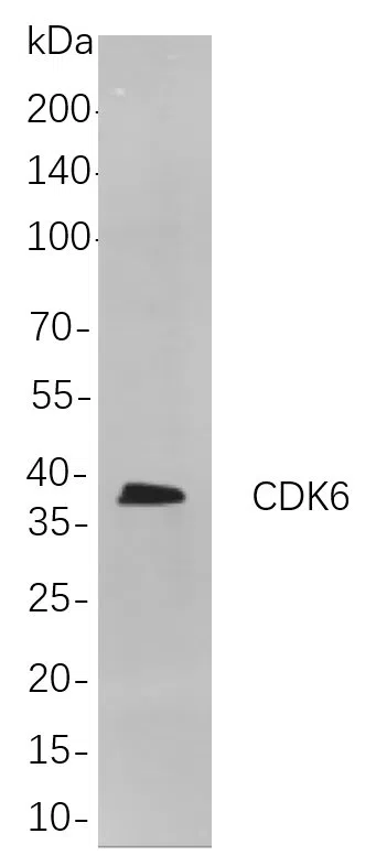 CDK6 (PT0069R) Rabbit Monoclonal Antibody - Size: 200µL