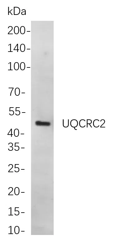UQCRC2 Rabbit Monoclonal Antibody - Size: 200µL