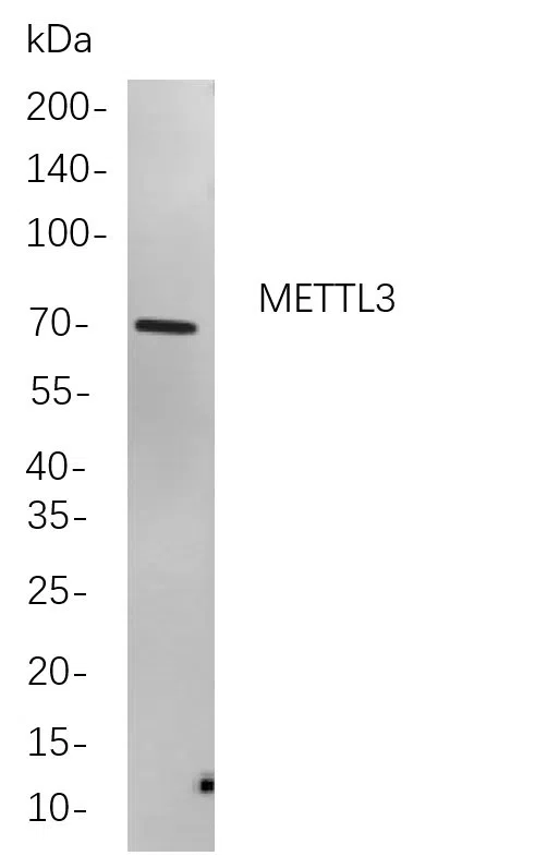METTL3 Rabbit Monoclonal Antibody - Size: 100µL