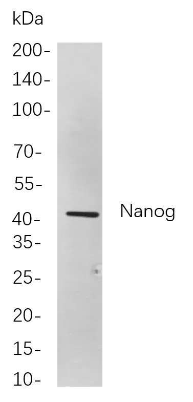 Nanog Rabbit Monoclonal Antibody - Size: 50µL