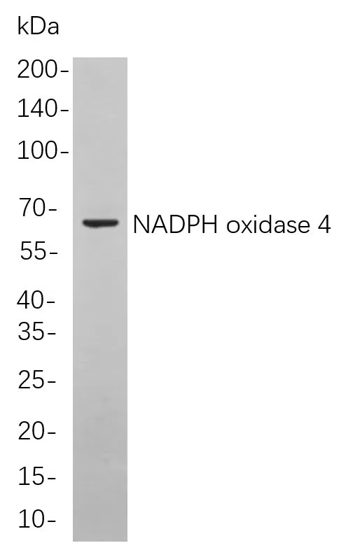 NADPH oxidase 4 Rabbit Monoclonal Antibody - Size: 50µL