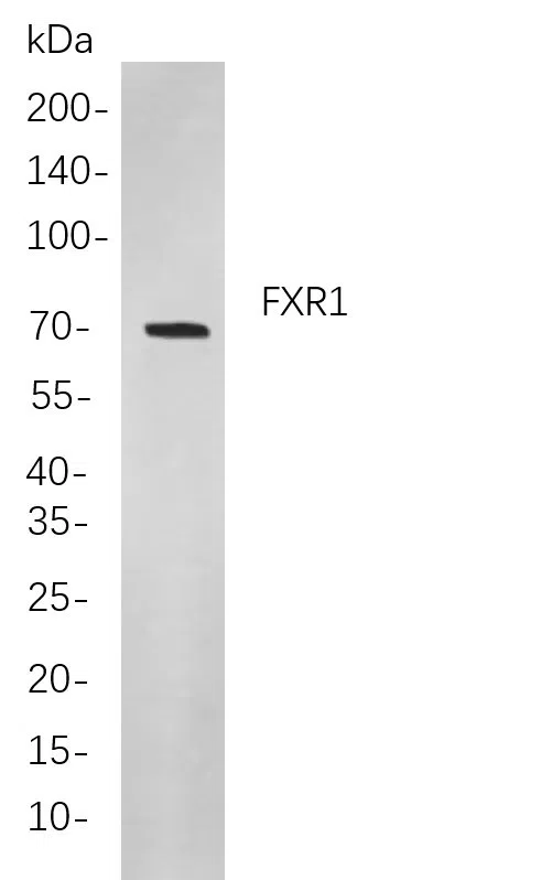 FXR1 Rabbit Monoclonal Antibody - Size: 100µL