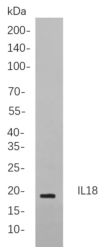 IL18 Rabbit Monoclonal Antibody - Size: 50µL