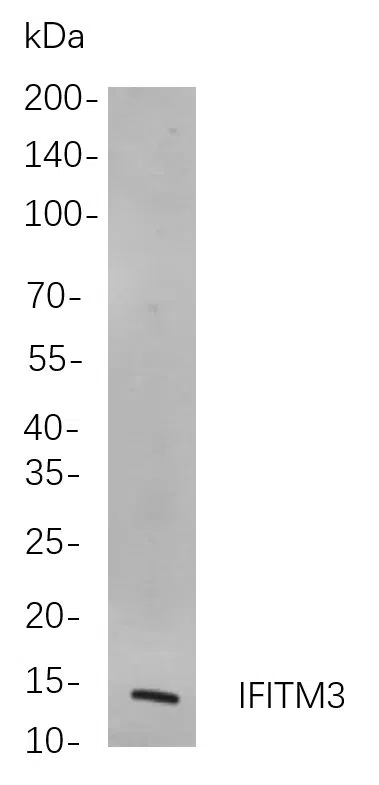 IFITM3 Rabbit Monoclonal Antibody - Size: 100µL