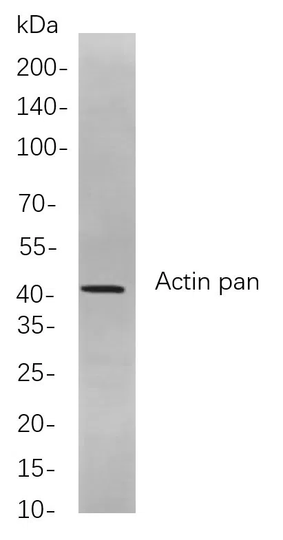 Actin (pan) Rabbit Monoclonal Antibody - Size: 50µL
