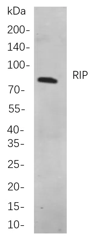 RIP Rabbit Monoclonal Antibody - Size: 200µL