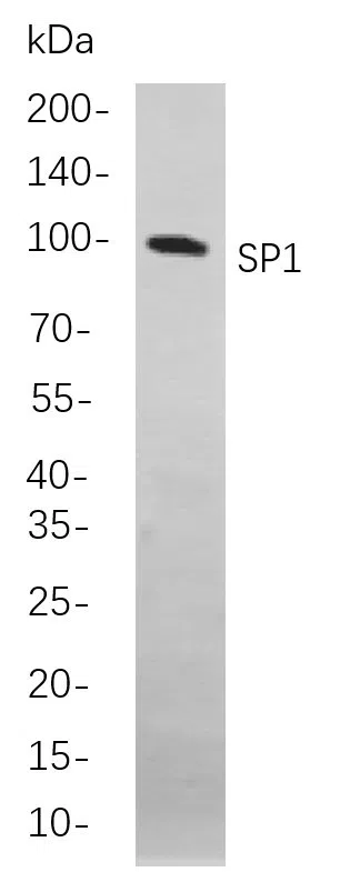 SP1 Rabbit Monoclonal Antibody - Size: 200µL