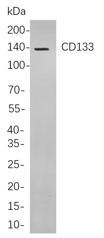CD133 Rabbit Monoclonal Antibody - Size: 100µL