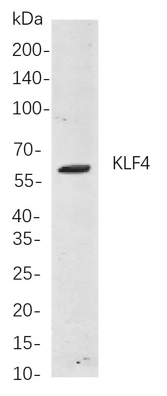 KLF4 Rabbit Monoclonal Antibody - Size: 200µL