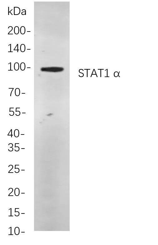 STAT1 a Rabbit Monoclonal Antibody - Size: 200µL