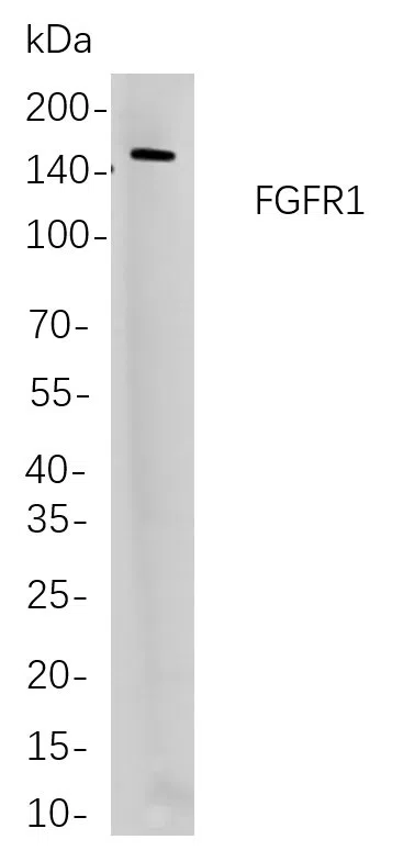 FGFR1 Rabbit Monoclonal Antibody - Size: 100µL
